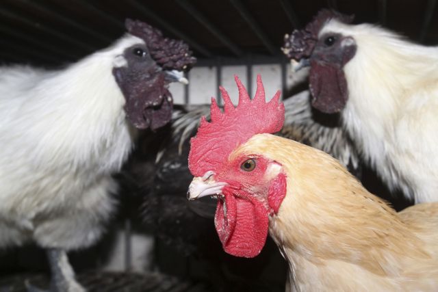 Νέα μορφή γρίπης των πτηνών σε ασθενή από την Ταϊβάν